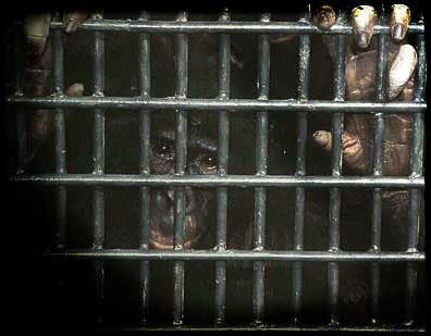 les grands singes